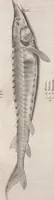 An illustration from Aquatilium animalium historiae, liber primus : cum eorumdem formis, aere excusis (1554)