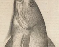An illustration from Aquatilium animalium historiae, liber primus : cum eorumdem formis, aere excusis (1554)