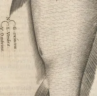 An illustration from Aquatilium animalium historiae, liber primus : cum eorumdem formis, aere excusis (1554)