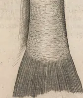 Picture 70 of 182 from Aquatilium animalium historiae, liber primus : cum eorumdem formis, aere excusis (1554), leaf 248