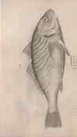 An illustration from Aquatilium animalium historiae, liber primus : cum eorumdem formis, aere excusis (1554)