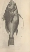 An illustration from Aquatilium animalium historiae, liber primus : cum eorumdem formis, aere excusis (1554)