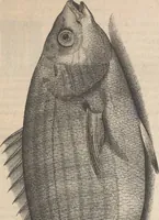 An illustration from Aquatilium animalium historiae, liber primus : cum eorumdem formis, aere excusis (1554)