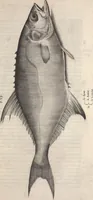 An illustration from Aquatilium animalium historiae, liber primus : cum eorumdem formis, aere excusis (1554)