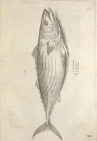 An illustration from Aquatilium animalium historiae, liber primus : cum eorumdem formis, aere excusis (1554)