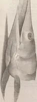 An illustration from Aquatilium animalium historiae, liber primus : cum eorumdem formis, aere excusis (1554)