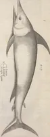 An illustration from Aquatilium animalium historiae, liber primus : cum eorumdem formis, aere excusis (1554)