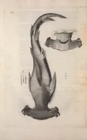 An illustration from Aquatilium animalium historiae, liber primus : cum eorumdem formis, aere excusis (1554)
