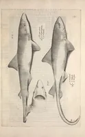 An illustration from Aquatilium animalium historiae, liber primus : cum eorumdem formis, aere excusis (1554)