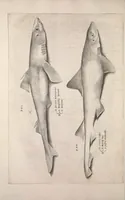 An illustration from Aquatilium animalium historiae, liber primus : cum eorumdem formis, aere excusis (1554)