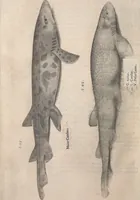 An illustration from Aquatilium animalium historiae, liber primus : cum eorumdem formis, aere excusis (1554)