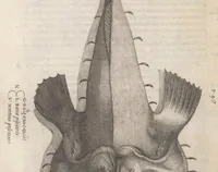 An illustration from Aquatilium animalium historiae, liber primus : cum eorumdem formis, aere excusis (1554)