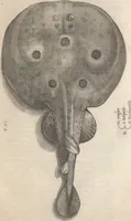 An illustration from Aquatilium animalium historiae, liber primus : cum eorumdem formis, aere excusis (1554)