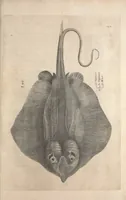 An illustration from Aquatilium animalium historiae, liber primus : cum eorumdem formis, aere excusis (1554)