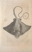 Picture 101 of 182 from Aquatilium animalium historiae, liber primus : cum eorumdem formis, aere excusis (1554), leaf 311
