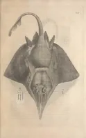 An illustration from Aquatilium animalium historiae, liber primus : cum eorumdem formis, aere excusis (1554)