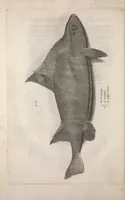 Picture 111 of 182 from Aquatilium animalium historiae, liber primus : cum eorumdem formis, aere excusis (1554), leaf 331