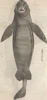 An illustration from Aquatilium animalium historiae, liber primus : cum eorumdem formis, aere excusis (1554)
