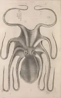 An illustration from Aquatilium animalium historiae, liber primus : cum eorumdem formis, aere excusis (1554)
