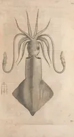 An illustration from Aquatilium animalium historiae, liber primus : cum eorumdem formis, aere excusis (1554)