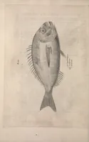 An illustration from Aquatilium animalium historiae, liber primus : cum eorumdem formis, aere excusis (1554)