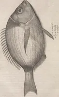 Picture 125 of 182 from Aquatilium animalium historiae, liber primus : cum eorumdem formis, aere excusis (1554), leaf 375
