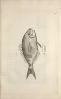 An illustration from Aquatilium animalium historiae, liber primus : cum eorumdem formis, aere excusis (1554)