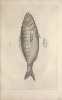 An illustration from Aquatilium animalium historiae, liber primus : cum eorumdem formis, aere excusis (1554)