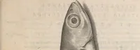 Picture 130 of 182 from Aquatilium animalium historiae, liber primus : cum eorumdem formis, aere excusis (1554), leaf 388