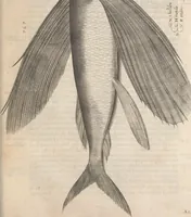 An illustration from Aquatilium animalium historiae, liber primus : cum eorumdem formis, aere excusis (1554)