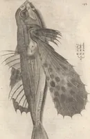 An illustration from Aquatilium animalium historiae, liber primus : cum eorumdem formis, aere excusis (1554)