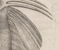 An illustration from Aquatilium animalium historiae, liber primus : cum eorumdem formis, aere excusis (1554)