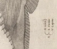 An illustration from Aquatilium animalium historiae, liber primus : cum eorumdem formis, aere excusis (1554)