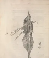 An illustration from Aquatilium animalium historiae, liber primus : cum eorumdem formis, aere excusis (1554)