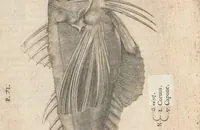 Picture 140 of 182 from Aquatilium animalium historiae, liber primus : cum eorumdem formis, aere excusis (1554), leaf 406