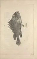 An illustration from Aquatilium animalium historiae, liber primus : cum eorumdem formis, aere excusis (1554)