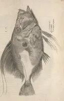 An illustration from Aquatilium animalium historiae, liber primus : cum eorumdem formis, aere excusis (1554)