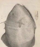 An illustration from Aquatilium animalium historiae, liber primus : cum eorumdem formis, aere excusis (1554)