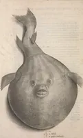 Picture 151 of 182 from Aquatilium animalium historiae, liber primus : cum eorumdem formis, aere excusis (1554), leaf 435