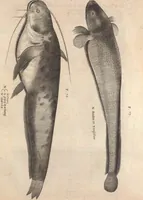An illustration from Aquatilium animalium historiae, liber primus : cum eorumdem formis, aere excusis (1554)