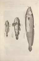 An illustration from Aquatilium animalium historiae, liber primus : cum eorumdem formis, aere excusis (1554)