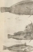 An illustration from Aquatilium animalium historiae, liber primus : cum eorumdem formis, aere excusis (1554)