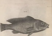 An illustration from Aquatilium animalium historiae, liber primus : cum eorumdem formis, aere excusis (1554)