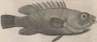 An illustration from Aquatilium animalium historiae, liber primus : cum eorumdem formis, aere excusis (1554)