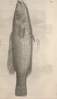 An illustration from Aquatilium animalium historiae, liber primus : cum eorumdem formis, aere excusis (1554)