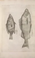 An illustration from Aquatilium animalium historiae, liber primus : cum eorumdem formis, aere excusis (1554)