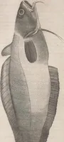 An illustration from Aquatilium animalium historiae, liber primus : cum eorumdem formis, aere excusis (1554)