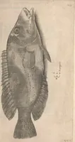 Picture 174 of 182 from Aquatilium animalium historiae, liber primus : cum eorumdem formis, aere excusis (1554), leaf 484