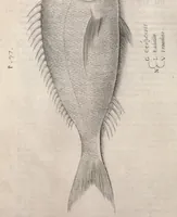Picture 178 of 182 from Aquatilium animalium historiae, liber primus : cum eorumdem formis, aere excusis (1554), leaf 495