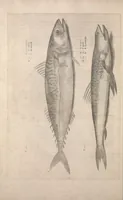 An illustration from Aquatilium animalium historiae, liber primus : cum eorumdem formis, aere excusis (1554)